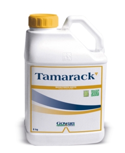 TAMARACK