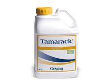 TAMARACK