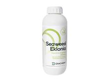 SEAWEED EKLONIA